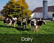 Dairy Feed Products